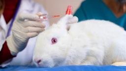 Canada Banned testing of cosmetics on animals, joining several other countries and American states to outlaw the practice.